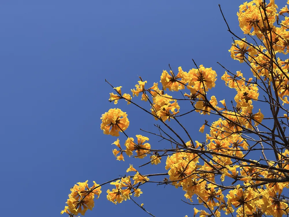 花信 · 金