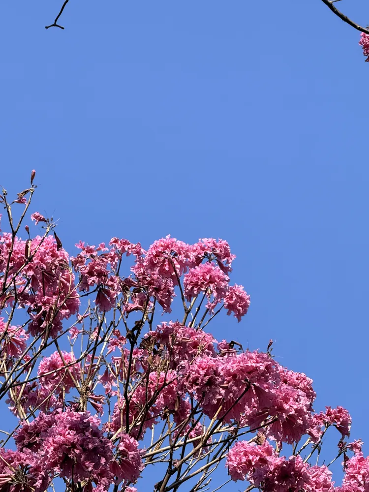 花信 · 粉